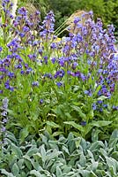 Stachys byzantina 'Silver Carpet' with Anchusa 'Loddon Royalist' The Brewin Dolphin Garden - Forever Freefolk. RHS Chelsea Flower Show 2016. Designer: Rosy Hardy, Sponsors: Brewin Dolphin