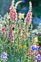 Verbascum Cotswold Group 'Cotswold Beauty'. The Brewin Dolphin Garden - Forever Freefolk. RHS Chelsea Flower Show 2016. Designer: Rosy Hardy, Sponsors: Brewin Dolphin