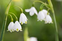 Leucojum aestivum 'Gravetye Giant'