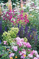 Border with Rosa 'Ballerina', Penstemon, Salvia 'Caradonna' and Euphorbia - The Harrods British Eccentrics Garden, RHS Chelsea Flower Show 2016, Designer: Diarmuid Gavin, Sponsor: Harrods