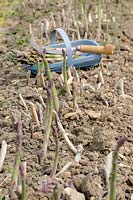 Asparagus bed, freshly cut spears in blue trug on soil, uncut spears in foreground, variety 'Cito'