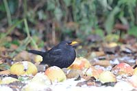 Blackbird - Turdus merula, Male feeding on windfall apples in snowy weather