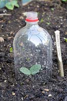 Courgette seedling under cloche made from soft drinks bottle