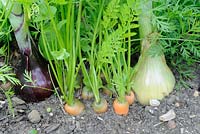 Companion planting of maincrop onions and carrots to prevent infestation of carrot fly, Norfolk, UK, July