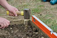 Gardener constructing wooden raised beds hammer and spirit level to level timber edges, UK, March