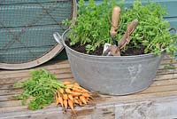 Container grown vegetables, Carrot, 'Parmex', stump rooted variety, freshly picked and ready for cooking, Norfolk, UK, June