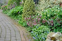 Springtime flowering border including Snakes head fritillary and hellibores growing alongside garden path, UK, April