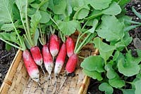 Freshly pulled garden radishes, 'French Breakfast', UK, June