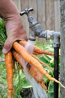 Washing home grown carrots under the garden tap, 'Adelaide', UK, July