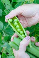 Garden peas, 'Early Onward', female hands holding pods showing peas inside, Norfolk, UK, July