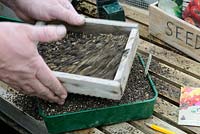Gardener sieving compost on to seed tray, on greenhouse staging in early spring.