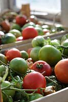 Last of the outdoor tomato crop being ripened on the greenhouse staging, Norfolk, UK, October
