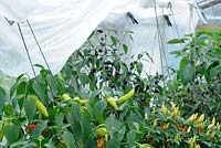 Greenhouse shading, chillies being shaded with garden fleece, UK, August