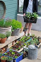 Hardening off, woman placing trays of plants outside from greehouse to harden off, UK, May