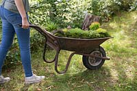 Miniature Wheelbarrow Garden. Girl pushing a wheelbarrow containing a miniature garden made with Moss, Conifers, decorative stones, seashells, animal and structural figurines