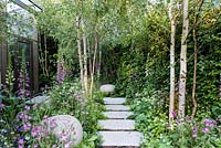 The Hartley Botanic Garden, view of concrete slabs path leading to hidden glass house surrounded by Digitalis purpurea, Silene dioica, syn. Melandrium rubrum, Silene alba, Alliaria petiolata, Betula pendula, Silene alba, Carpinus betulus hedge. RHS Chelsea Flower Show 2016, Designer: Catherine MacDonald - Sponsor: Hartley Botanic