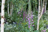 Colourful mixed perennials, in a palette of puprles and whites in a woodland setting with betula utilis bark. The Hartley Botanic Garden, RHS Chelsea Flower Show, 2016. 