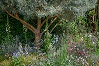 Pinus sylvestris 'Glauca' underplanted with perennials and shrubs including Allium atropurpureum, Cerinthe major 'Purpurascens', Digitlis, Helichrysum bracteatum 'Scarlet', Lupinus 'Masterpiece', Polemonium 'Bressingham Purple' and Helichrysum bracteatum 'Scarlet'. The Winton Beauty of Mathematics Garden. The RHS Chelsea Flower Show 2016 - Designer: Nick Bailey  - Sponsor: Winton - SILVER GILT