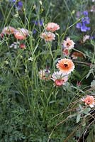 The Winton Beauty of Mathematics Garden, Calendula officinalis 'Sherbet Fizz'. The RHS Chelsea Flower Show 2016, Designer: Nick Bailey, Sponsor: Winton