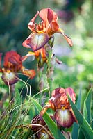 Iris 'Kent Pride'. The Winton Beauty of Mathematics Garden. RHS Chelsea Flower Show 2016, Designer: Nick Bailey, Sponsor: Winton