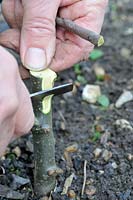 Fruit Propagation, 'whip and tongue grafting', Gardener grafting Apple on to M26 grafting stock, preparing the rootstock