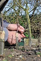 Fruit Propagation, 'whip and tongue grafting', Gardener grafting Apple on to M26 grafting stock, preparing rootstock