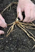Planting Asparagus, one year old crown being placed on soil mound prior to being covered with soil, Norfolk, England, April