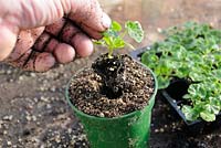 Potting on Nursery bought plug plants, Geraniums, 'Salsa Mix' F1, on greenhouse staging, UK, March