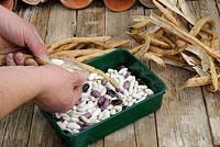 Runner bean seed, red and white flowered varieties, pods saved from previous season, being shelled for sowing, UK, March