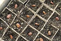 Broad bean seed in peat pots, variety, 'Express', UK, March