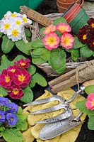 Rustic springtime gardening scene with primroses and gardening items, UK, February