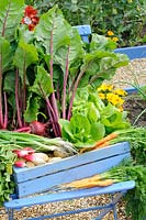 Early summer garden vegetable harvest, rustic wooden crate containing Radish, Beetroot, Spring onion, carrot, lettuce and new potatoes, UK, June
