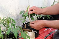 Training Tomato plants, gardener fixing string to support greenhouse tomatoes in growbags, note plants in bottomless pots placed in growbag to increase root run, Norfolk, England, Apri