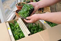 Opening box of mail order bought plants, showing plug plants and packing, UK, April