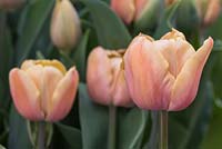 Tulipa 'La Belle Epoque'