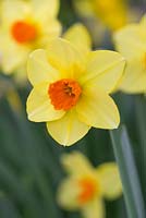 Narcissus 'Pipe Major'