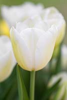 Tulipa 'Catherina'