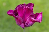 Tulipa 'Victoria's Secret'