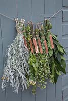 Punched Labels. Bunches of herbs hung to dry, with copper plant labels attached