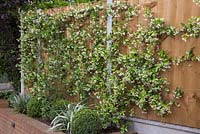 Raised bed in the front garden featuring Trachelospermum jasminoides, Verbena bonariensis and Buxus sempervirens domes