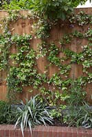 Raised bed in the front garden featuring Trachelospermum jasminoides and Verbena bonariensis