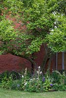 Magnolia tree underplanted with Delphiniums, Lupins, Salvia nemorosa 'Caradonna', clipped Buxus sempervirens, Aquilegia, Astelia chathamica and Phlox paniculata 'Rembrandt'