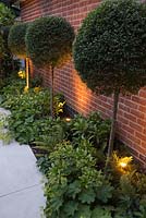 Sandstone path with uplight lighting on Buxus sempervirens lollipops underplanted with Alchemilla mollis