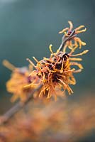 Hamamelis intermedia 'Aphrodite' - witch hazel