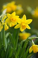 Narcissus cyclamineus 'Tete-a-Tete'