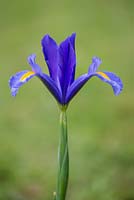 Iris 'Sapphire Beauty'