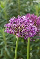Allium jesdianum 'Purple King'