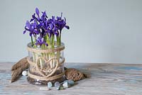 Iris reticulata 'Pixie' in a glass jar with a woven heart