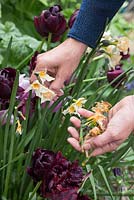 Dead heading Narcissus 'Yazz'