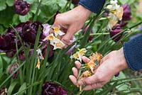 Dead heading Narcissus 'Yazz'